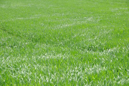 Wind arable cereals