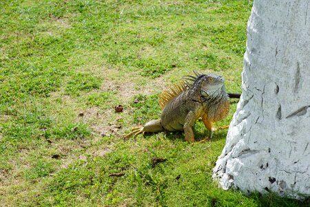 Iguana palm grass