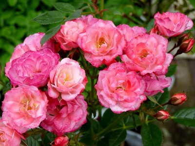 Bloom nature pink