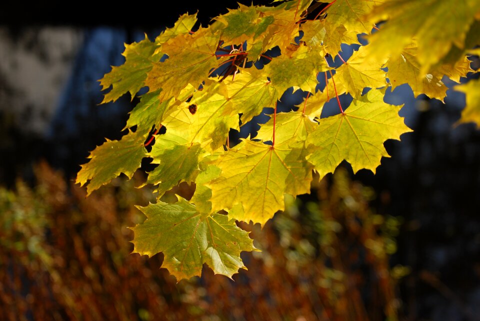 Foliage autumn leaves season