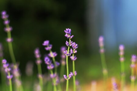 Meadow summer purple flower photo