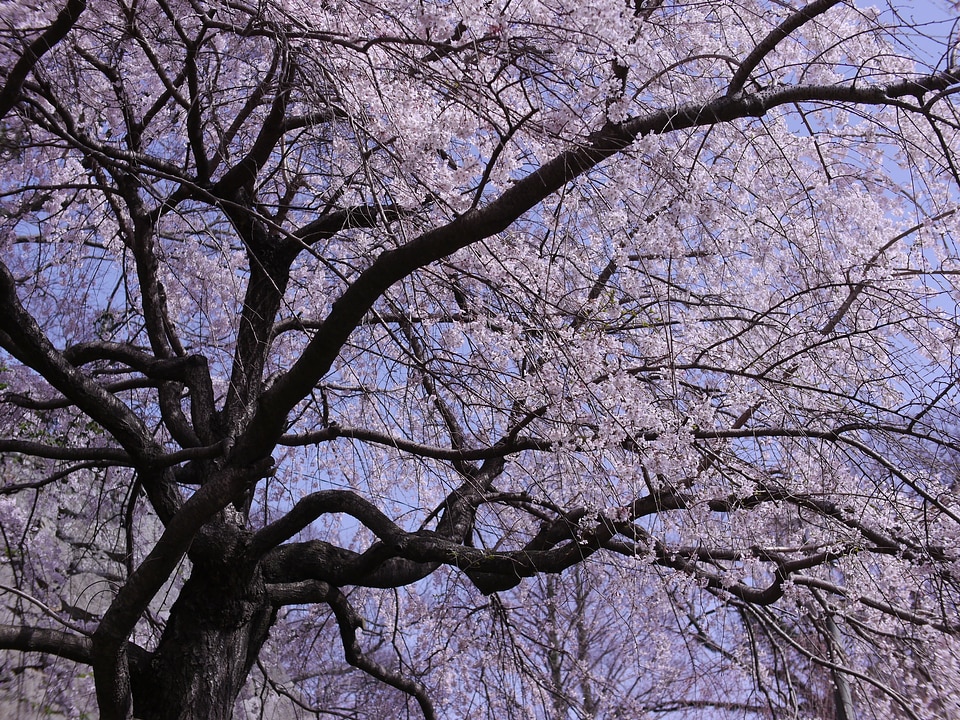 Cherry blossoms flowers japan