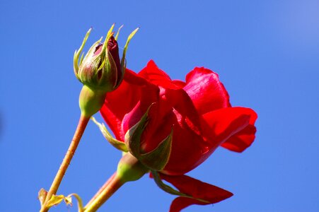 Climbing rose rose bud