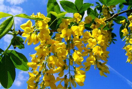 Yellow-flowered acacia gold laburnum blue sky photo