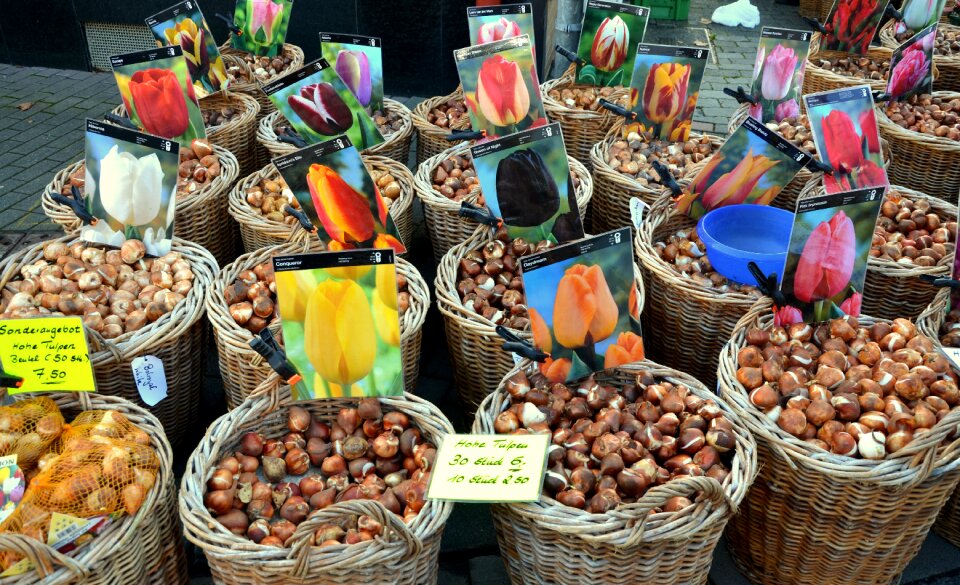 Tulip bulbs market tubers