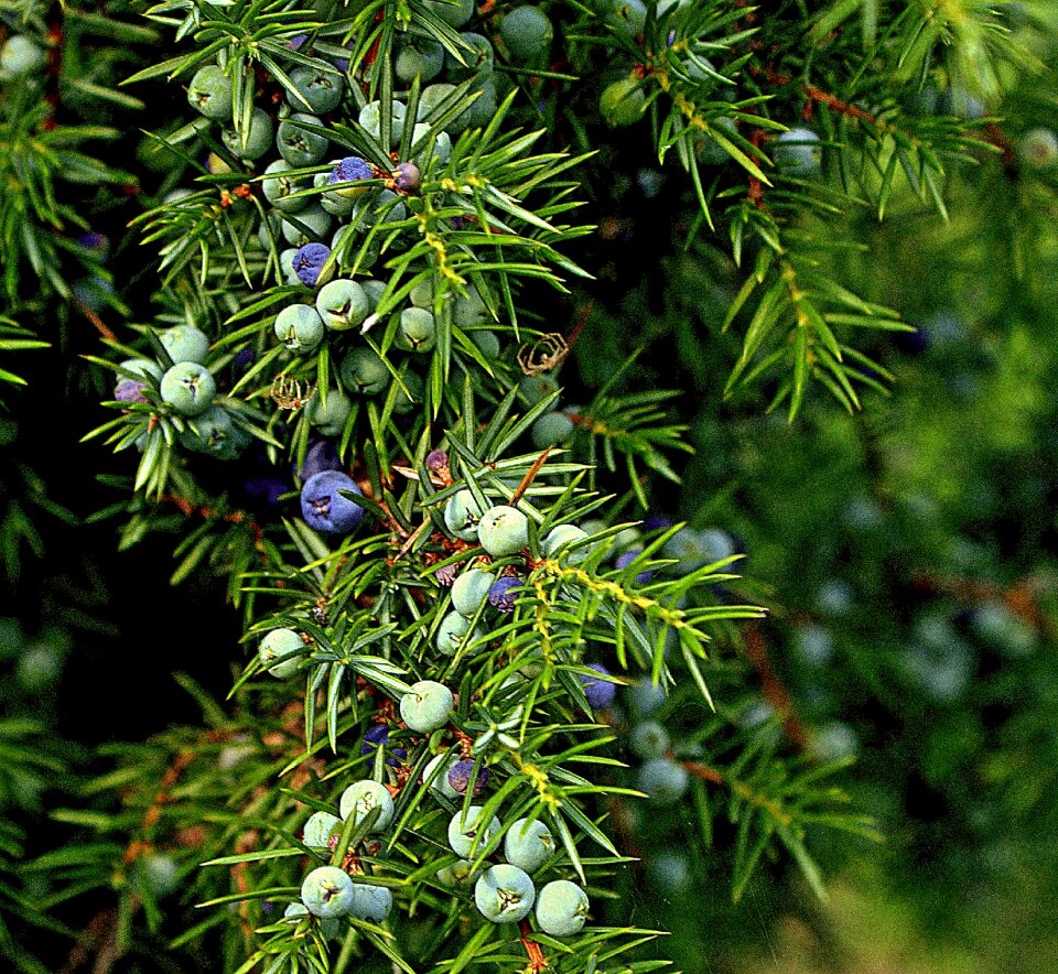 Cupressaceae bush berries