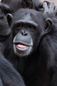 Chimpanzee cute face photo