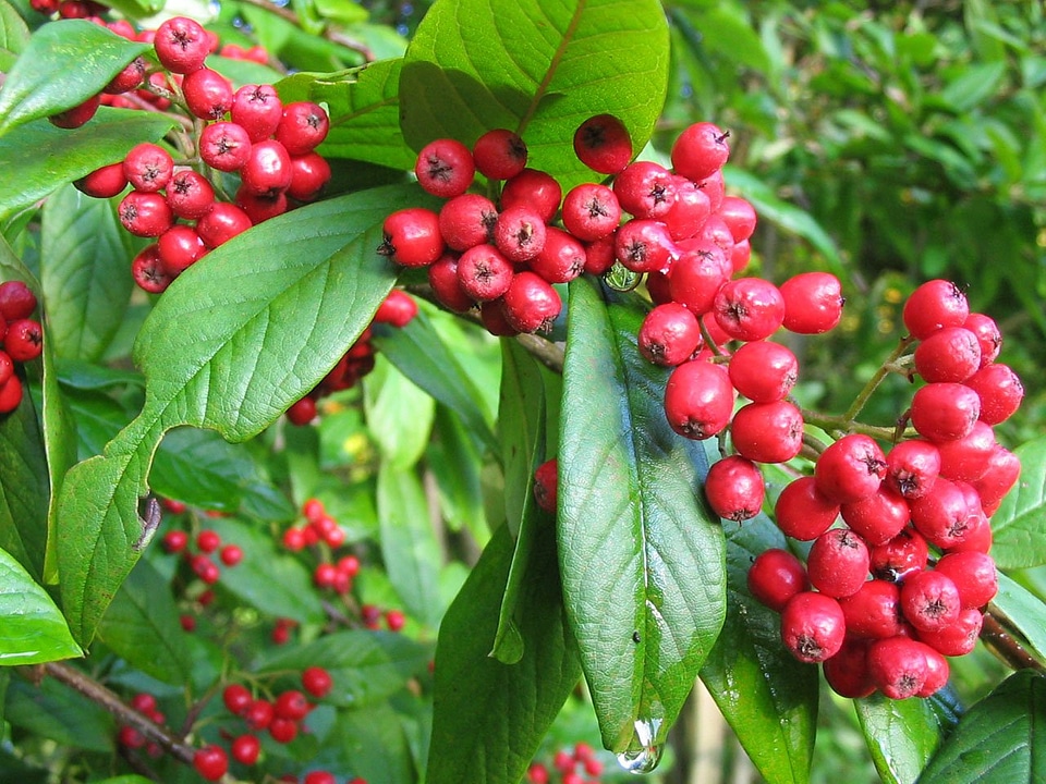 Scarlet plant rowan photo