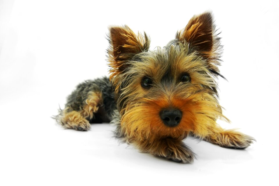 Yorkshire terrier dog animal