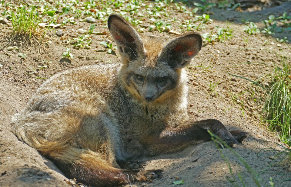 Bat eared fox animal