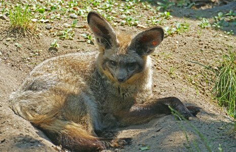 Bat eared fox animal