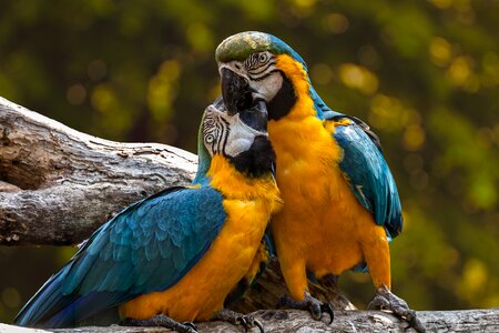 Blue and yellow macaw bird