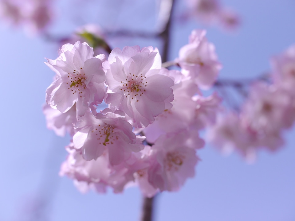 Cherry blossoms flowers japan cherry tree photo