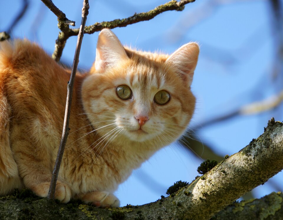 Cat animal