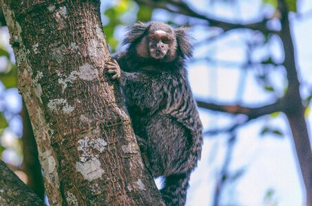 Common marmoset