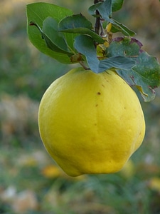 Leaf tree pome fruit