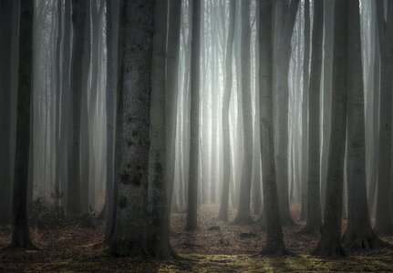 Fog forest trees