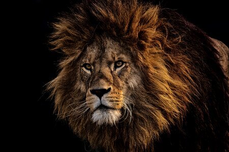 Lion animal