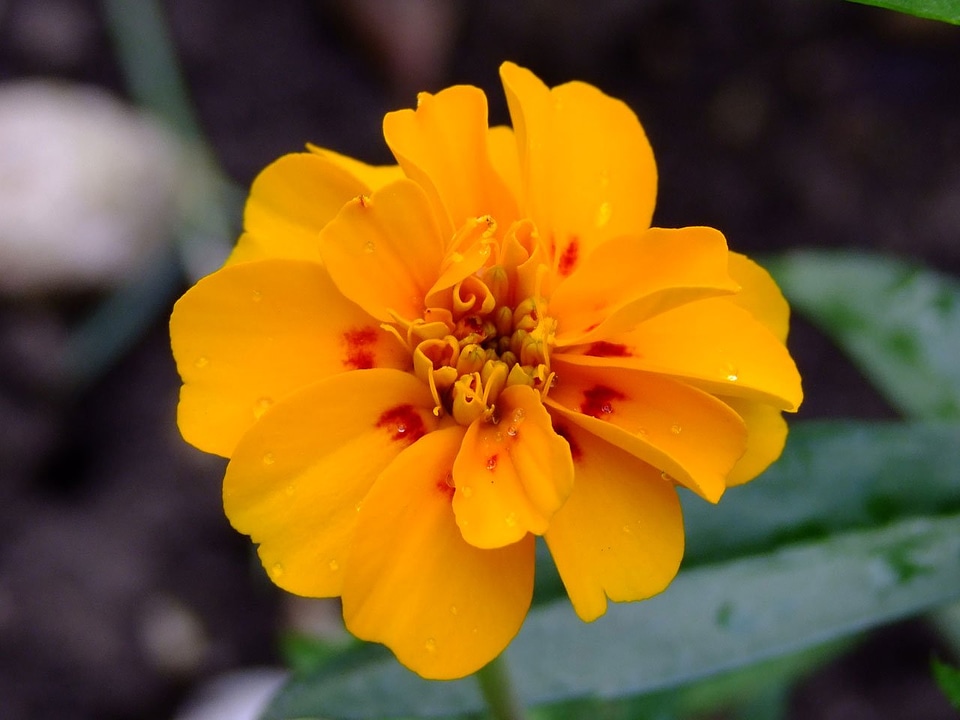 Beauty tiny flower