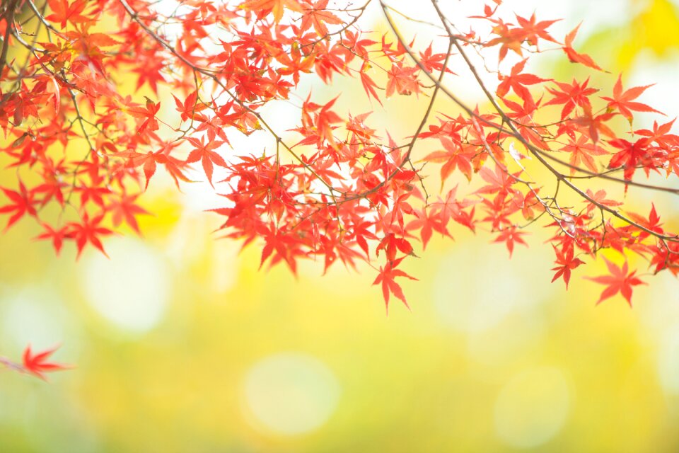 Maple autumn leaves