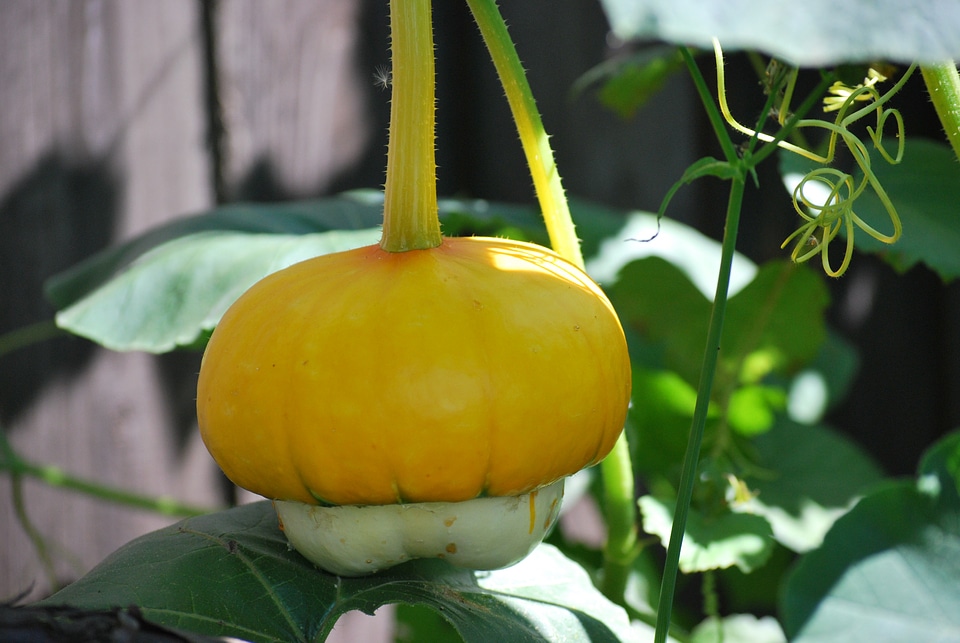 Decorative squashes plant natural