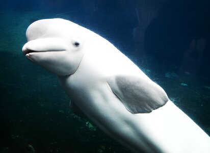 Beluga whale animal photo