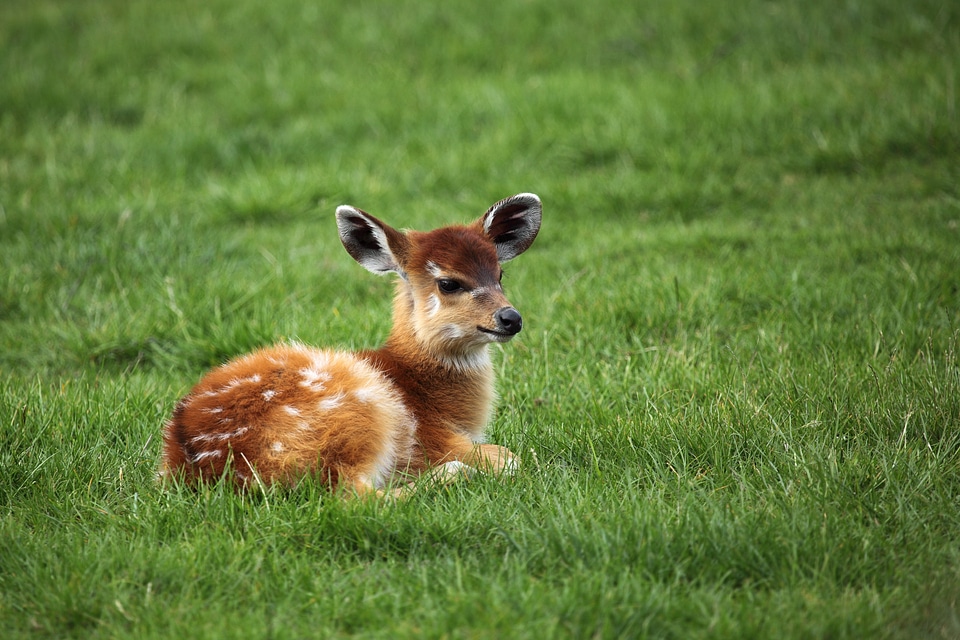 Antelope brown deer photo