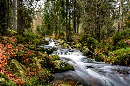 Forest river photo