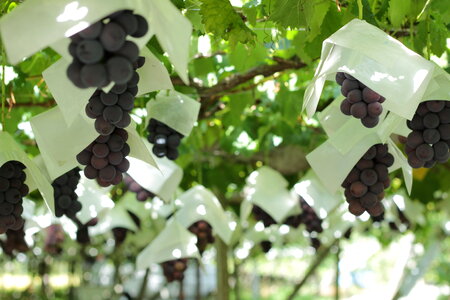 Grape fruits photo