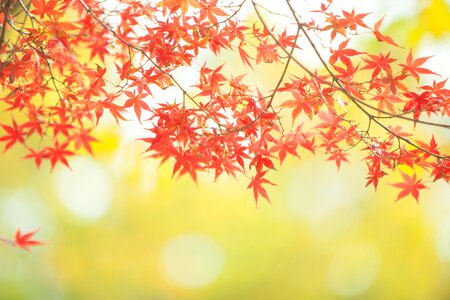 Maple autumn leaves