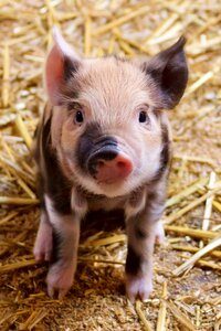 Pig animal photo