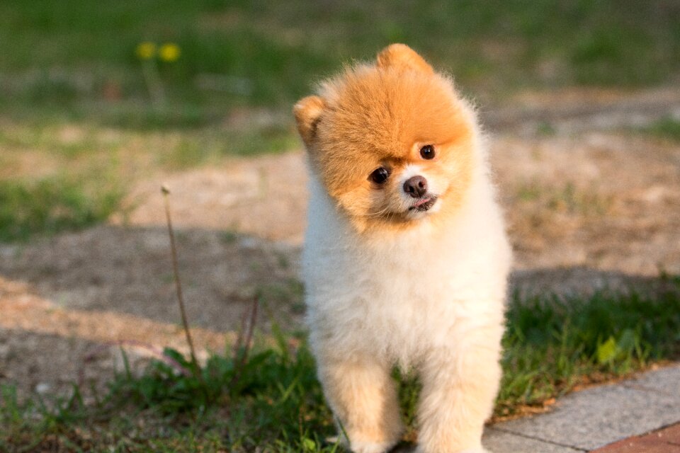 Puppy dog pomeranian