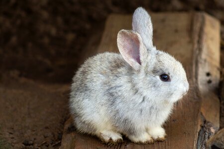 Rabbit bunny animal photo
