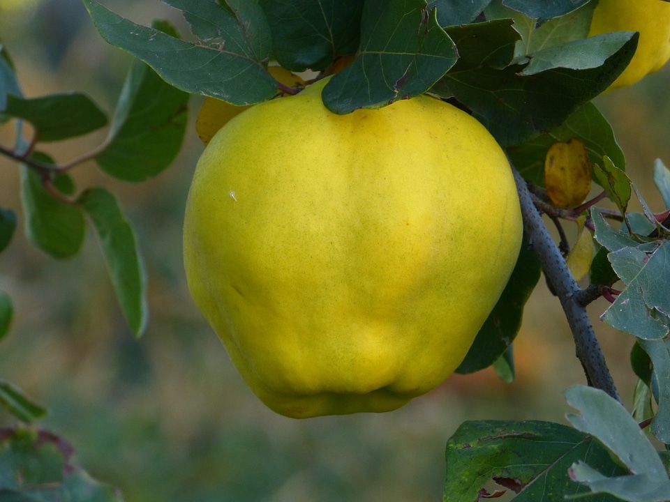 Leaf tree pome fruit