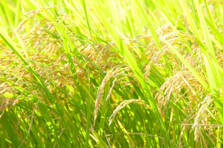 Rice field