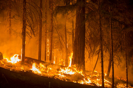 Wildfire forest fire