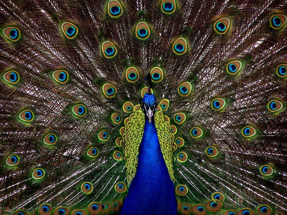 Display full elegant