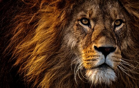 Lion animal photo