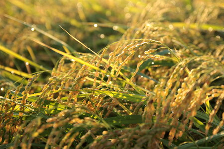 Rice field