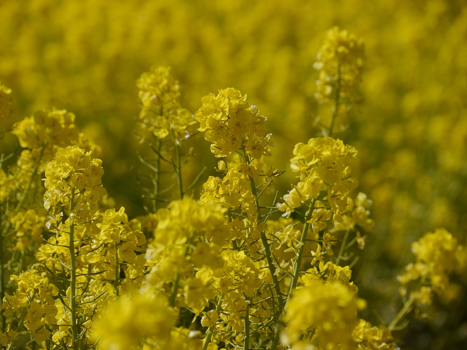 Nanohana flowers yellow