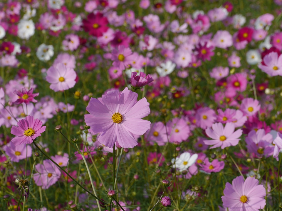 Cosmos flowers purple