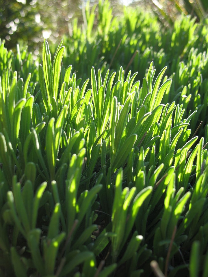 Leaves spring green