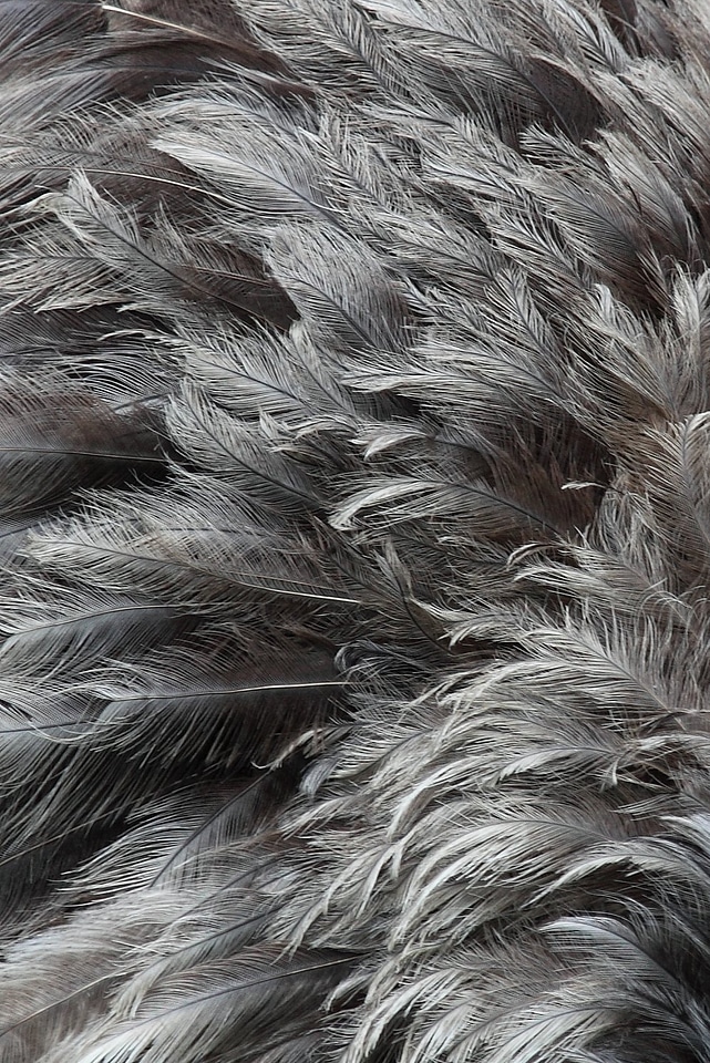 Black feather many