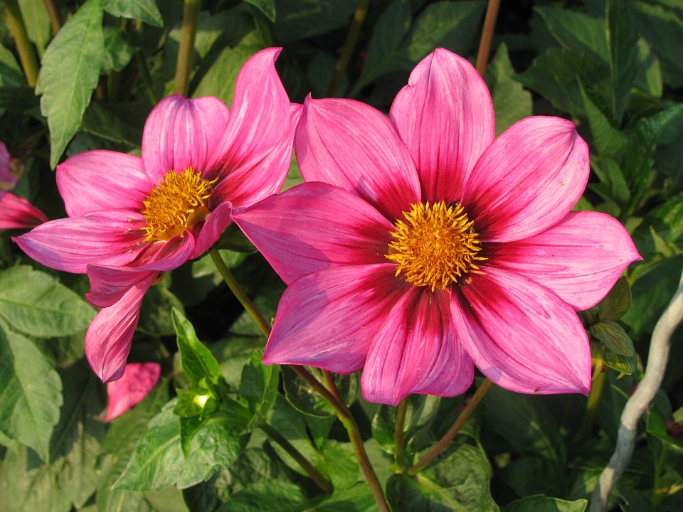 Autumn garden nature