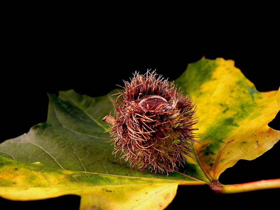 Nuts food tree