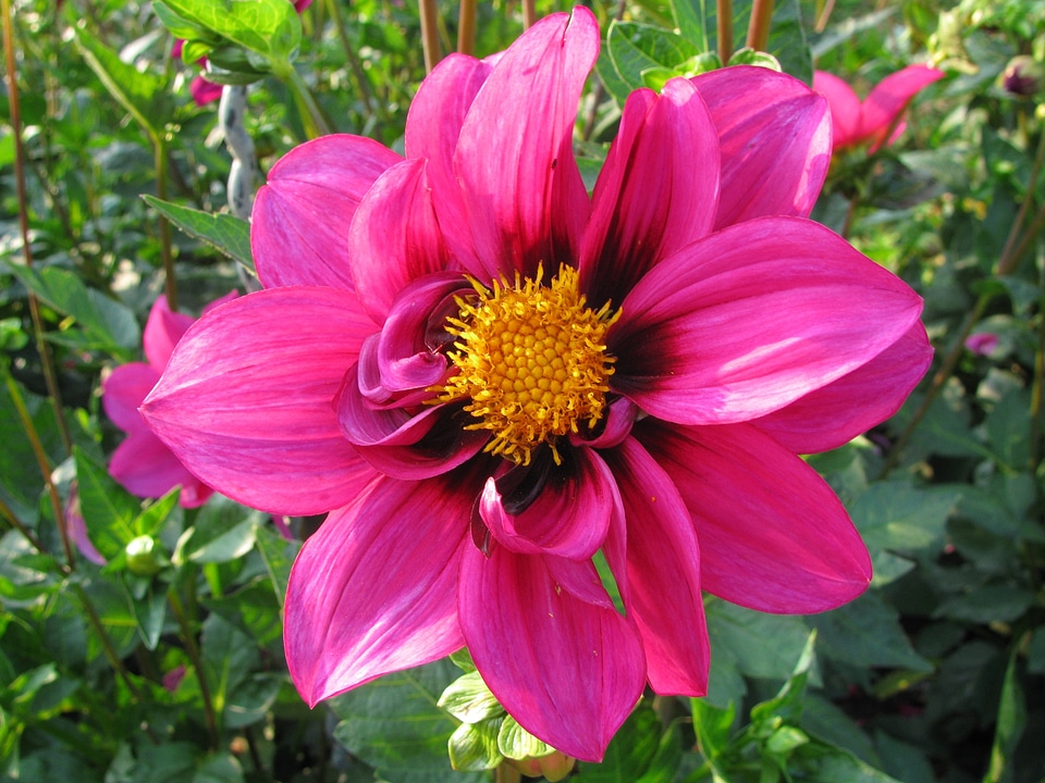Plant dahlia garden color