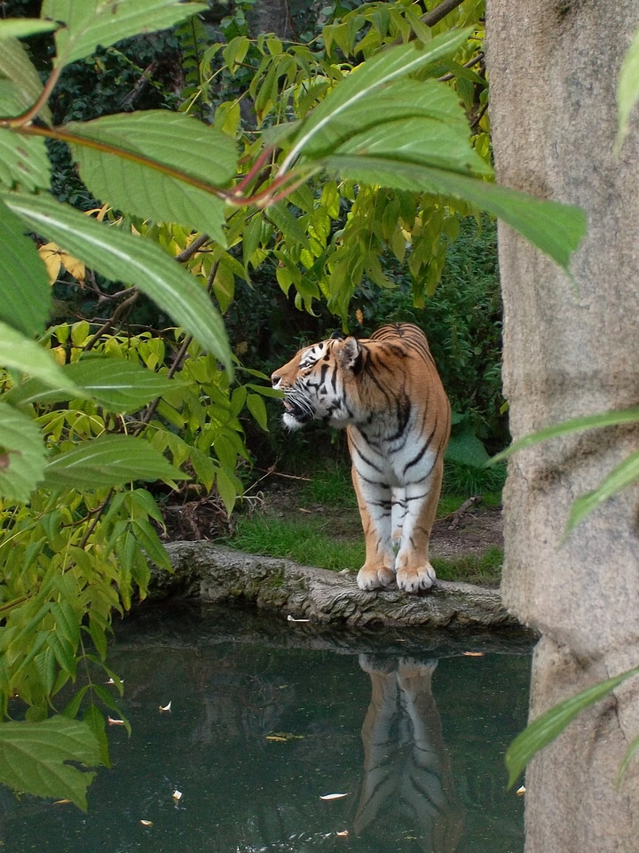 Big cat predator cat
