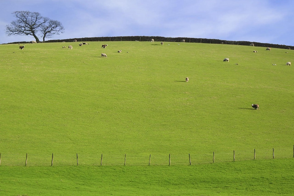 Grass sky pasture