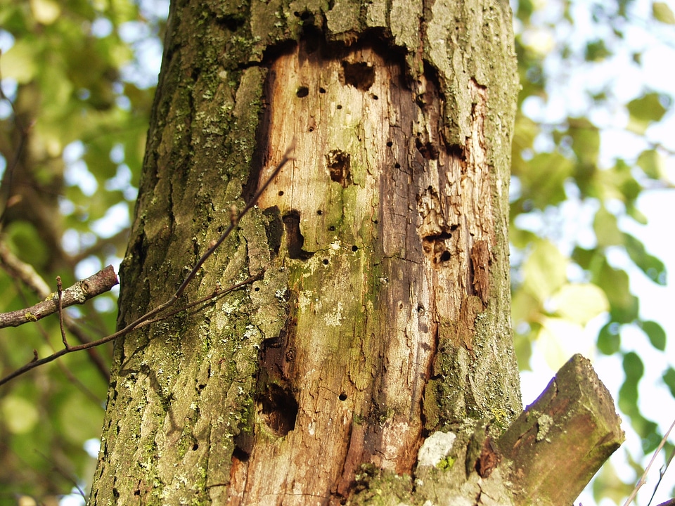 Bark separation nature wood worm