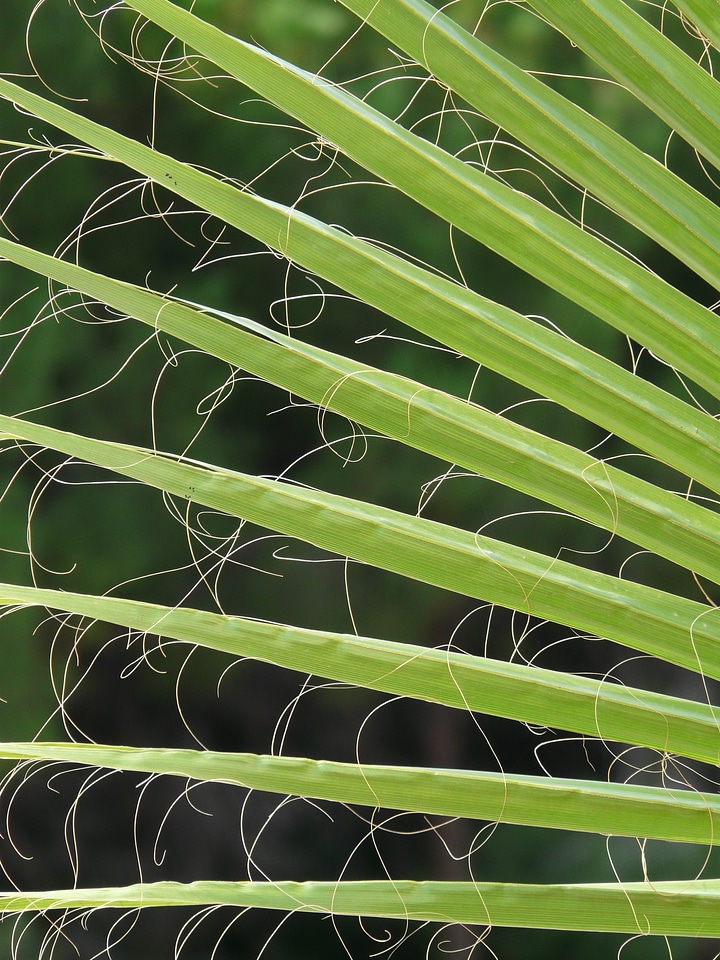 Fan palm light green plug